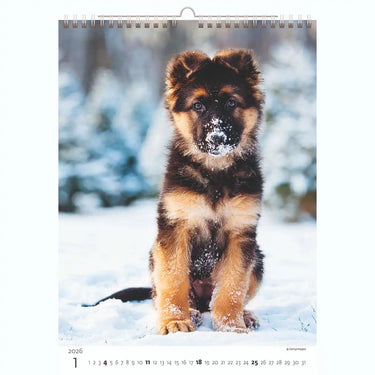 Puppy Photos Calendar A3+ 2026+
